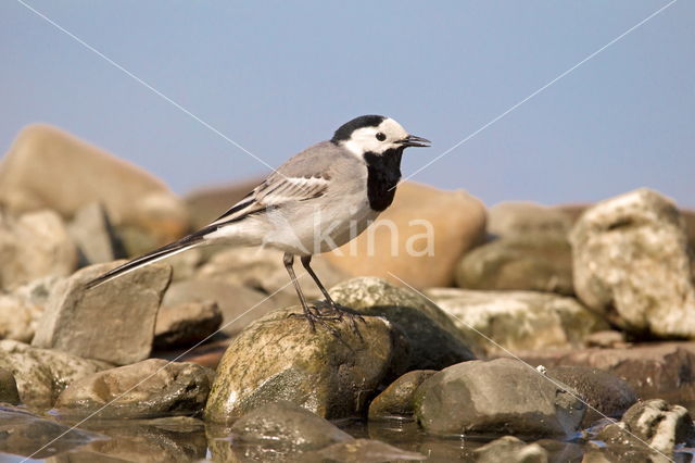 Witte Kwikstaart (Motacilla alba)