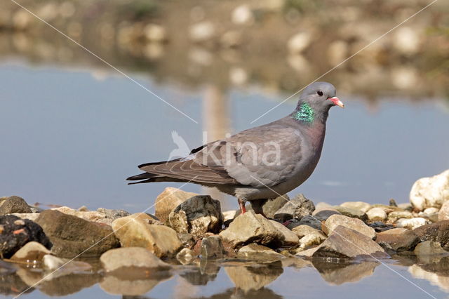 Houtduif (Columba palumbus)