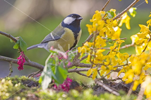 Great Tit (Parus major)