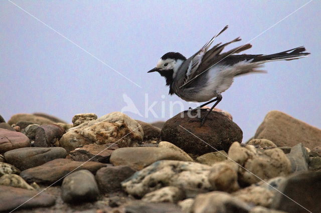 White Wagtail (Motacilla alba alba)