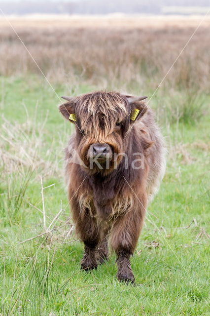 Highland Cow (Bos domesticus)