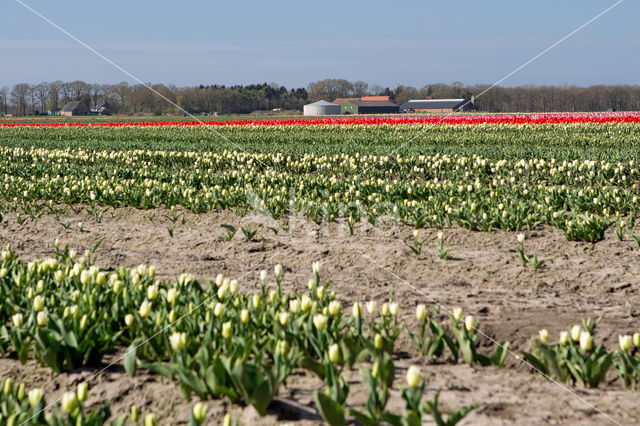 Tulp (Tulipa)