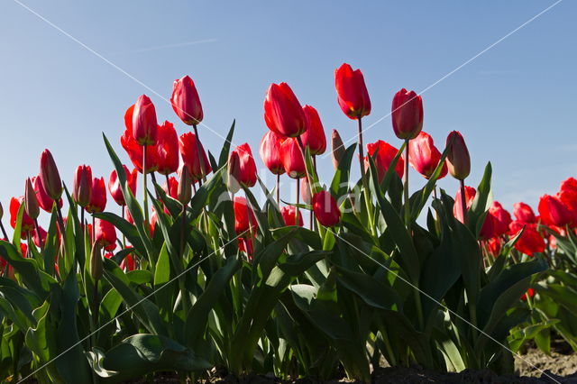 Tulip (Tulipa)