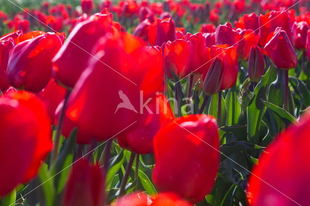 Tulip (Tulipa)