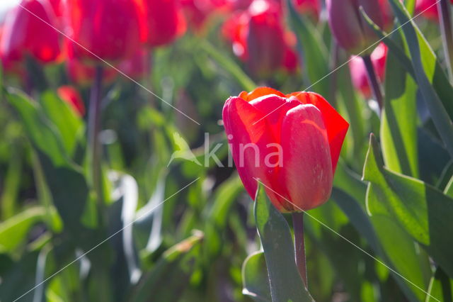 Tulip (Tulipa)