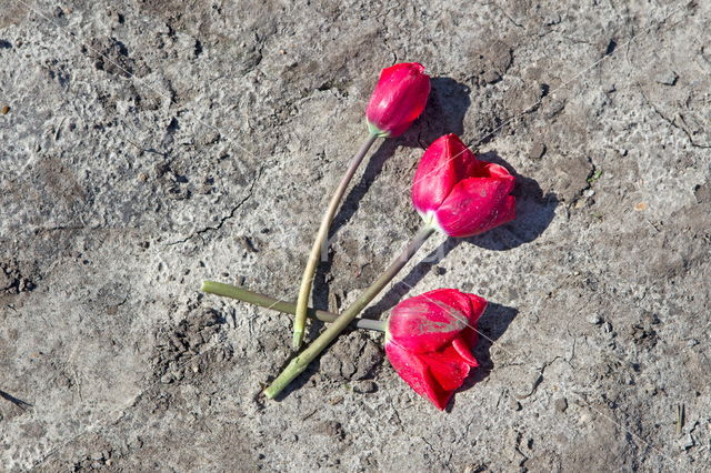 Tulip (Tulipa)