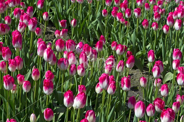 Tulp (Tulipa)