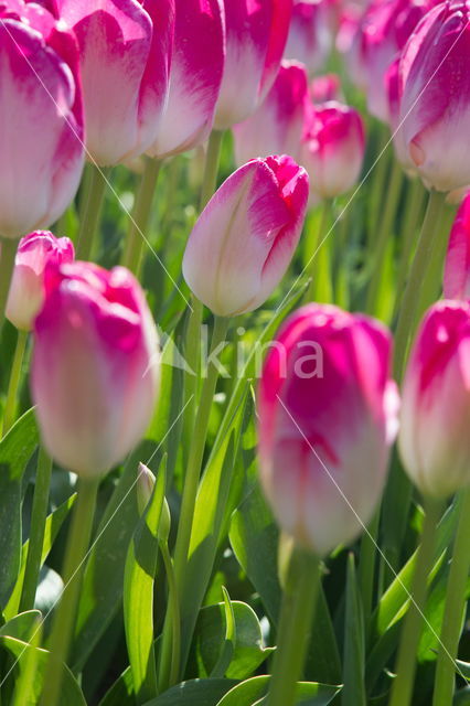 Tulip (Tulipa)