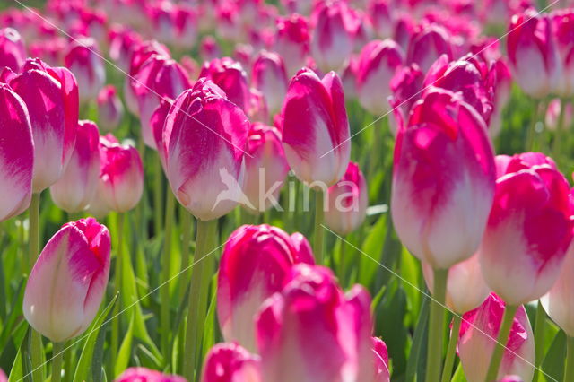 Tulip (Tulipa)