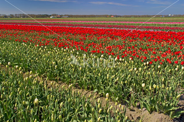 Tulip (Tulipa)