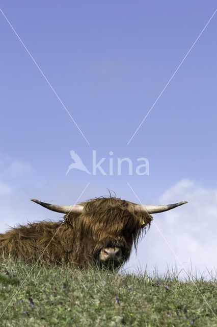 Highland Cow (Bos domesticus)