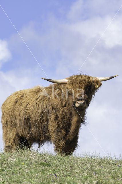 Highland Cow (Bos domesticus)