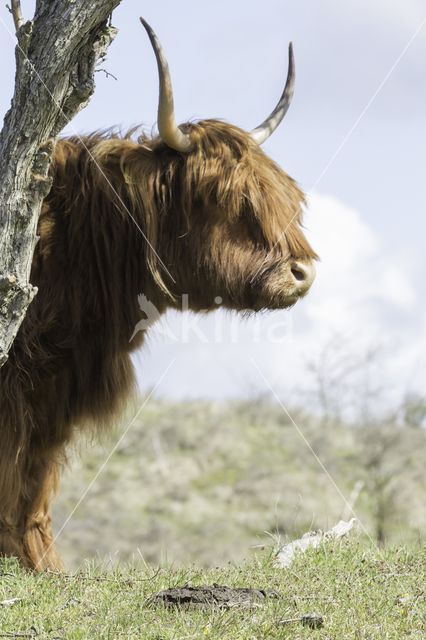 Highland Cow (Bos domesticus)