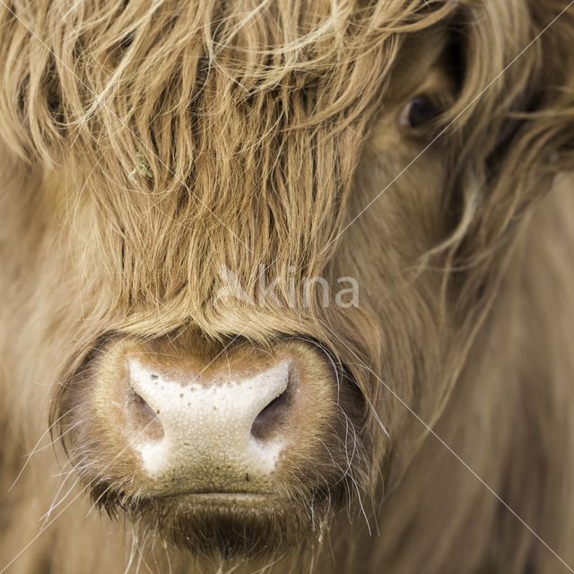 Highland Cow (Bos domesticus)