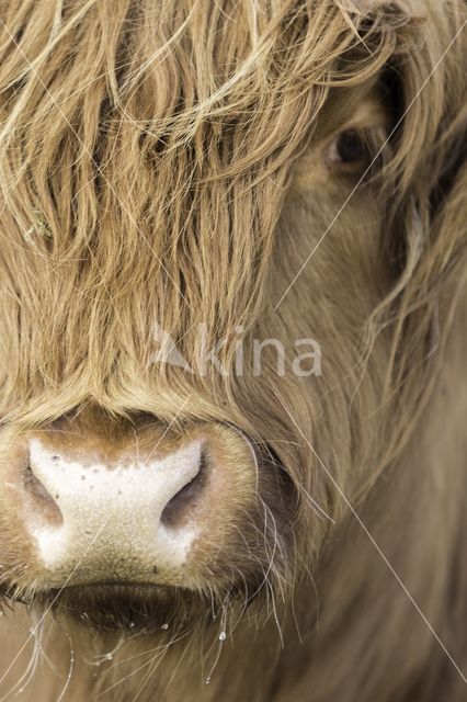 Highland Cow (Bos domesticus)