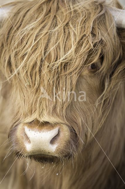 Highland Cow (Bos domesticus)