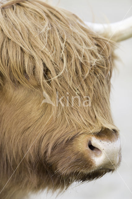 Highland Cow (Bos domesticus)
