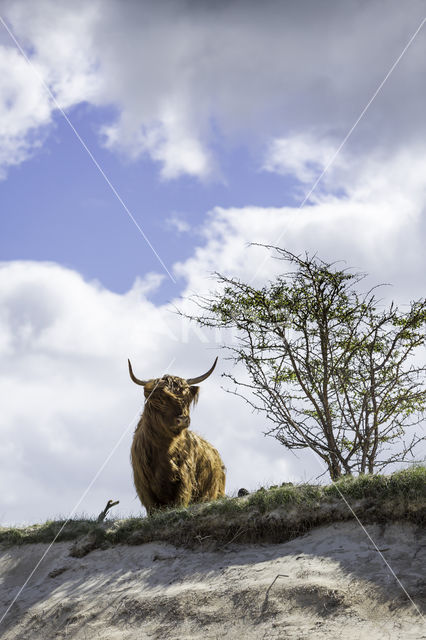 Highland Cow (Bos domesticus)