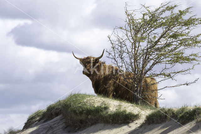 Highland Cow (Bos domesticus)