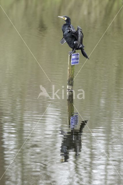 Cormorant (Nannopterum harrisi)