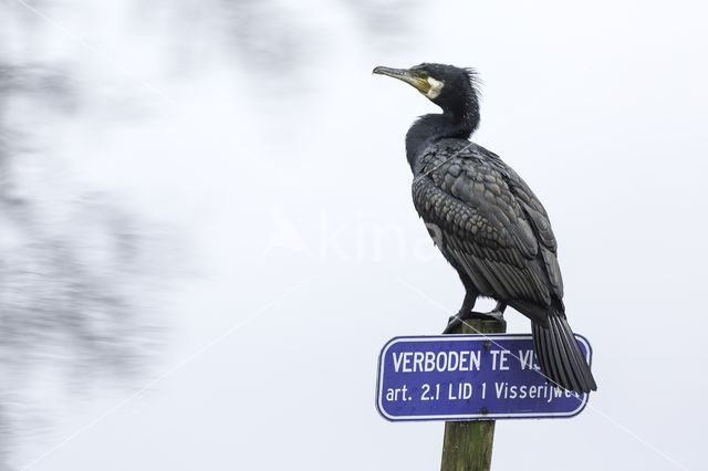 Aalscholver (Nannopterum harrisi)