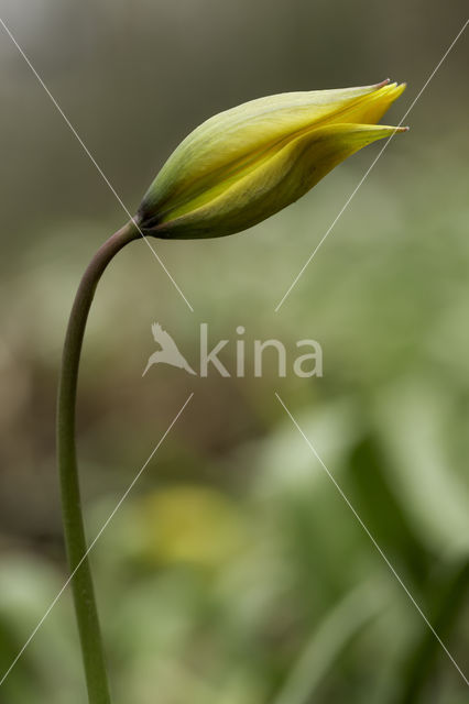 Wild Tulip (Tulipa sylvestris)