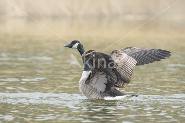 Canadese Gans (Branta canadensis)