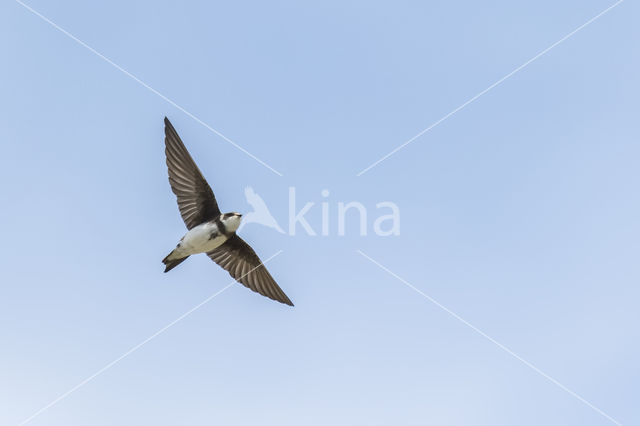 Oeverzwaluw (Riparia riparia)
