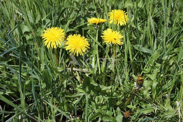 Taraxacum tortilobum