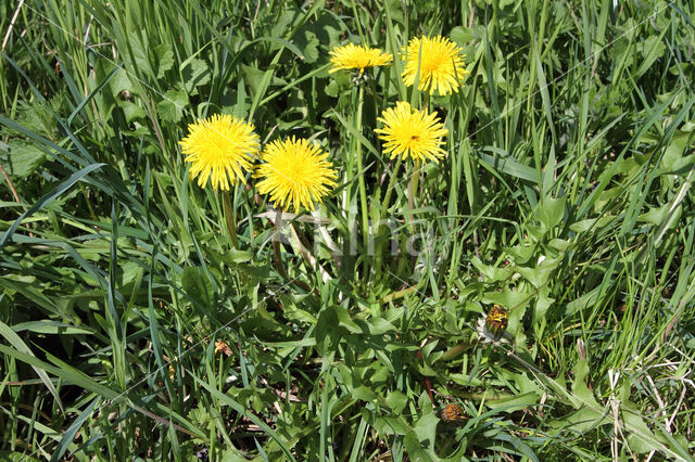 Gekroesde Paardenbloem (Taraxacum tortilobum)