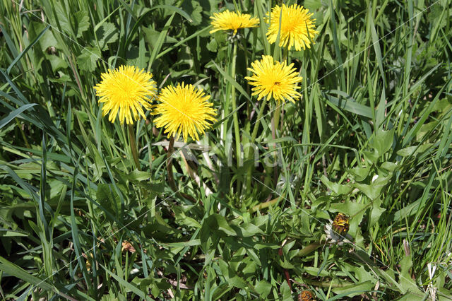 Gekroesde Paardenbloem (Taraxacum tortilobum)