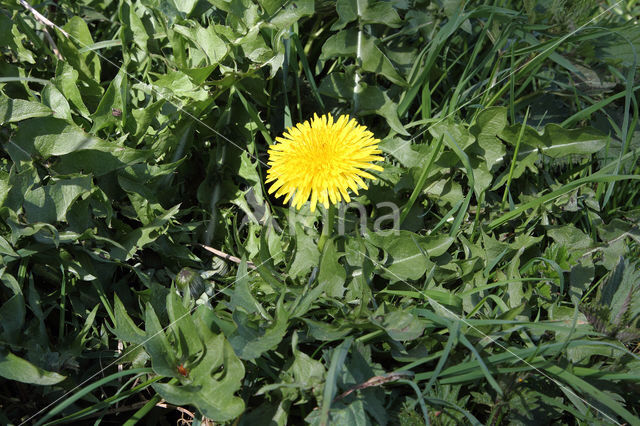 Gekroesde Paardenbloem (Taraxacum tortilobum)