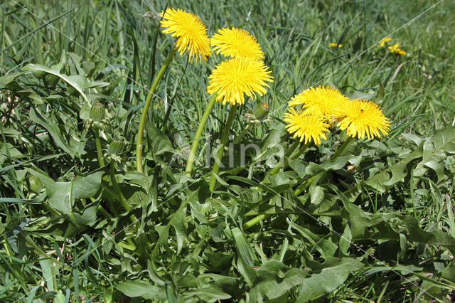 Gekroesde Paardenbloem (Taraxacum tortilobum)