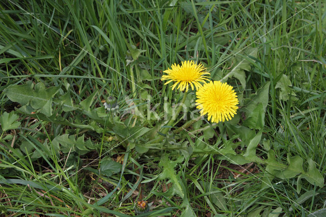 Gekroesde Paardenbloem (Taraxacum tortilobum)