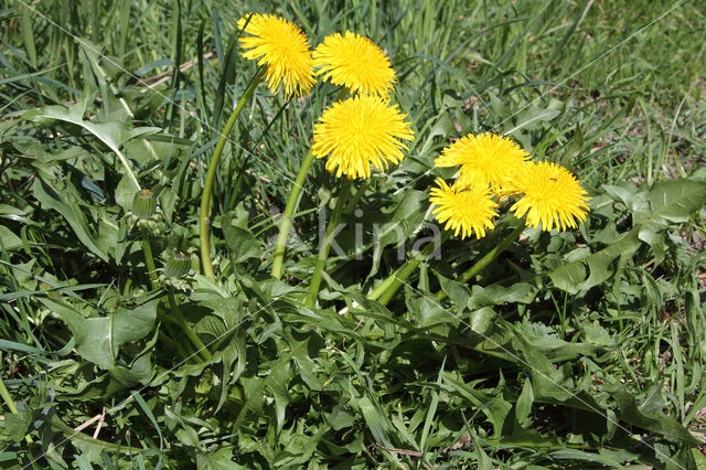 Gekroesde Paardenbloem (Taraxacum tortilobum)