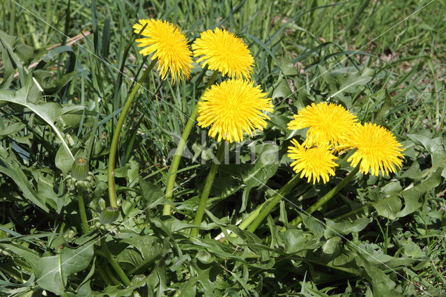 Gekroesde Paardenbloem (Taraxacum tortilobum)