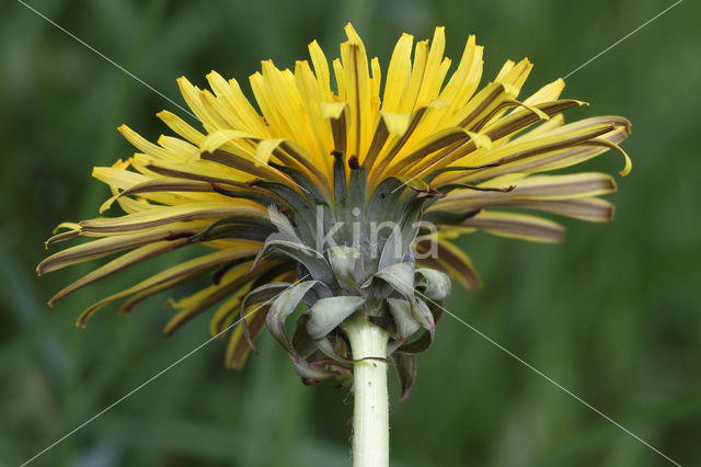 Gekroesde Paardenbloem (Taraxacum tortilobum)