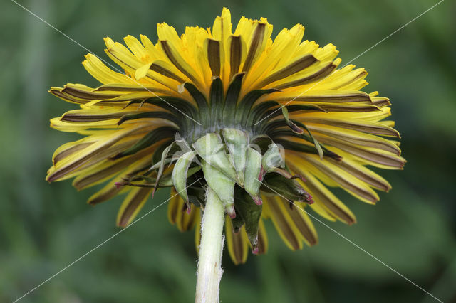 Gekroesde Paardenbloem (Taraxacum tortilobum)