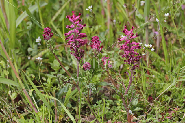 fumaria officinalis