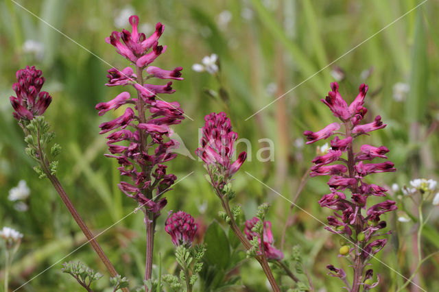 gewone duivenkervel (fumaria officinalis)