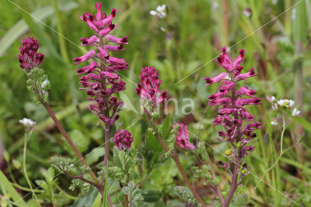 gewone duivenkervel (fumaria officinalis)