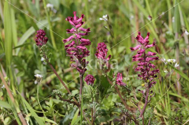 fumaria officinalis