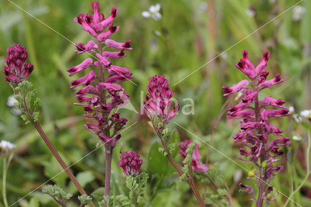 gewone duivenkervel (fumaria officinalis)