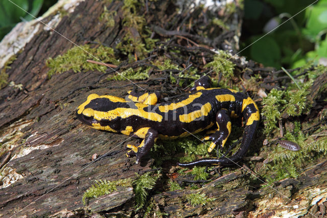 Fire Salamander (Salamandra salamandra)