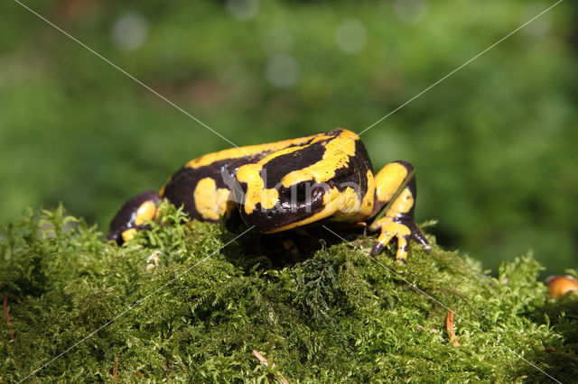 Vuursalamander (Salamandra salamandra)