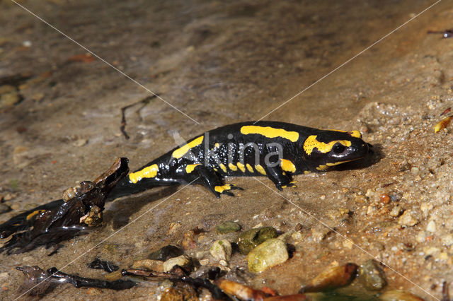 Vuursalamander (Salamandra salamandra)