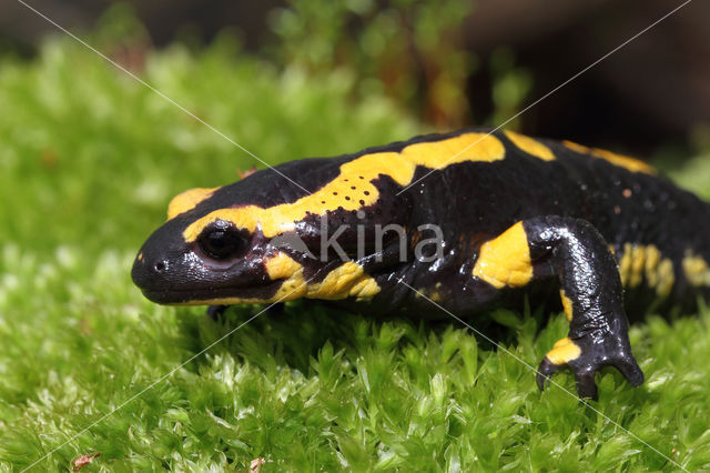 Vuursalamander (Salamandra salamandra)