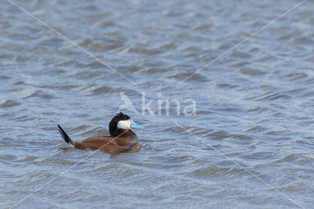 Ruddy Duck (Oxyura jamaicensis)