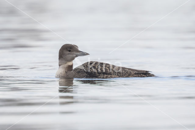 Common Loon