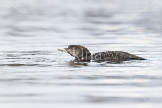 Common Loon